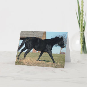 Black Horse Named Jack Kort
