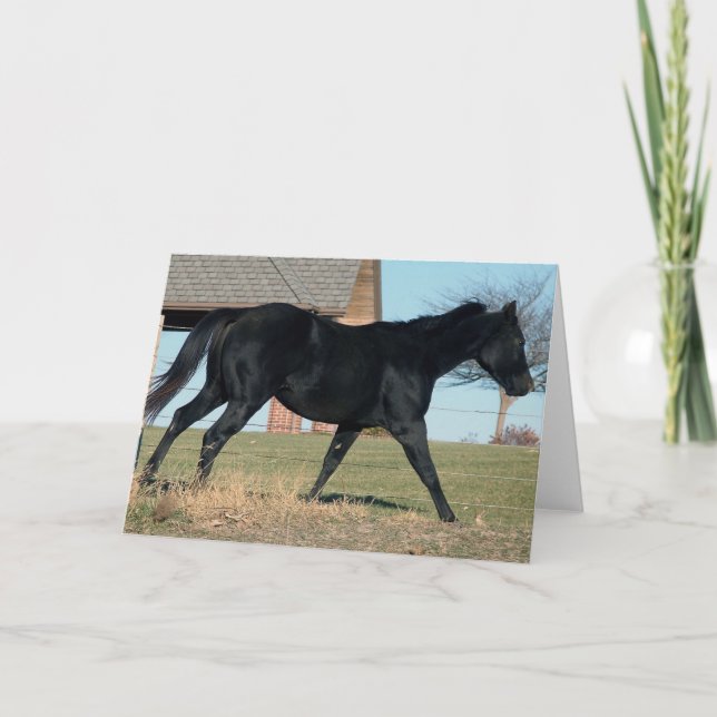 Black Horse Named Jack Kort (Framsida)