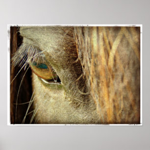 Black Horse Öga Poster