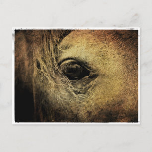 Black Horse Öga Vykort