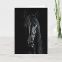 Black Horse Photograph
