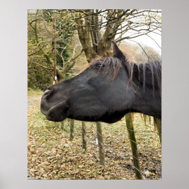 BLACK HORSE POSTER (Framsidan)