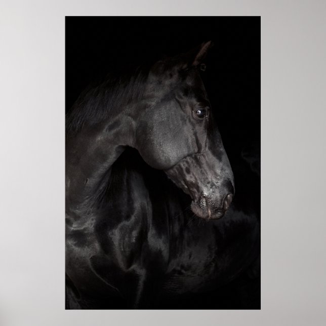 Black Horse Stallion Photo Nature Wall Poster (Framsidan)