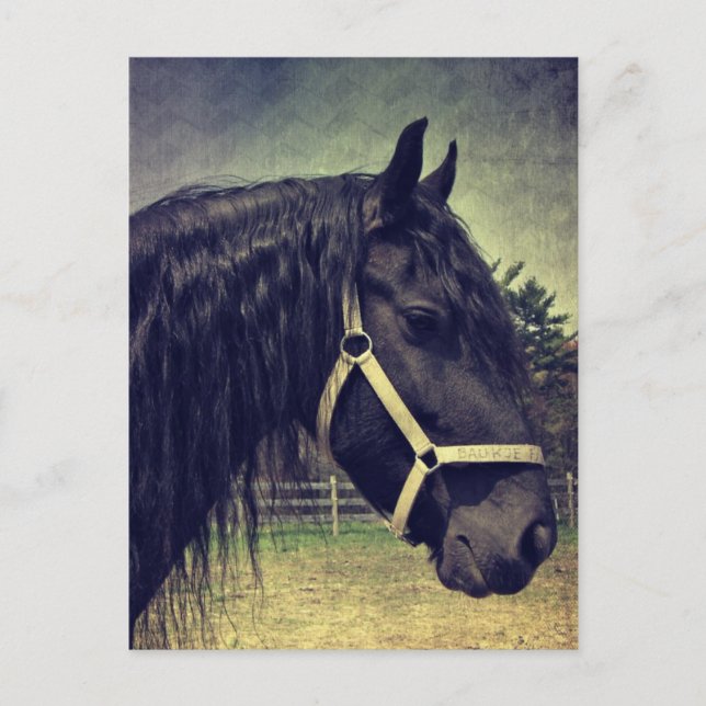 Black Horse Vykort (Framsida)