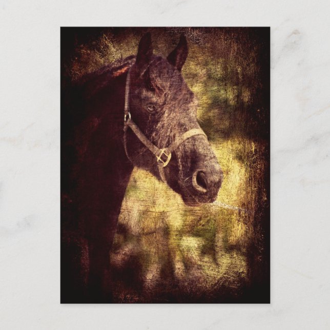 Black Horse Vykort (Framsida)