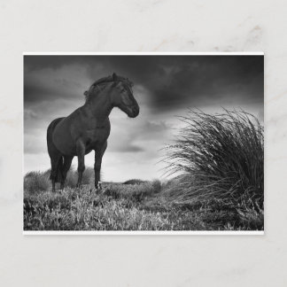 Black Horse Vykort