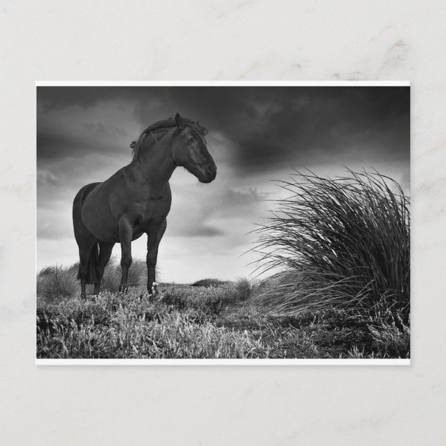 Black Horse Vykort (Framsida)