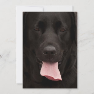 Black hund ansikte