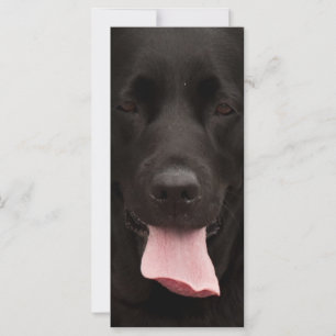 Black hund ansikte