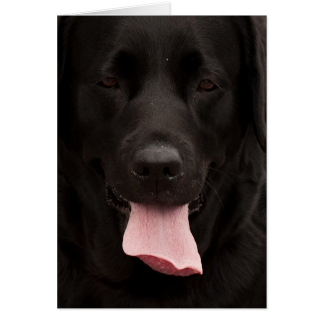 Black hund ansikte OBS kort (Framsidan)