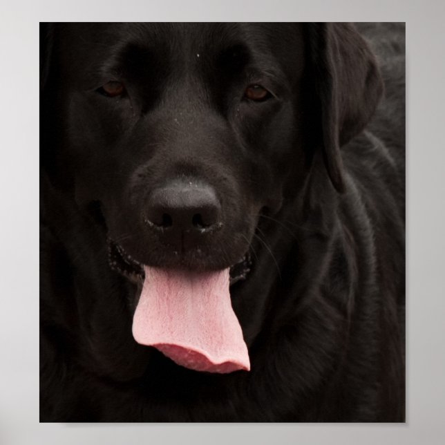 Black hund ansikte poster (Framsidan)