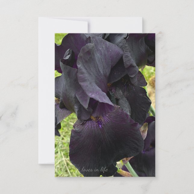 Black Iris Anteckningskort (Framsida)