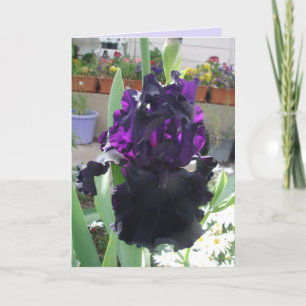 Black Iris Flower Blommigt Photo Kärlek Birday Car Kort