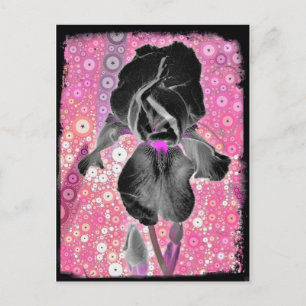 Black Iris-vykort Vykort