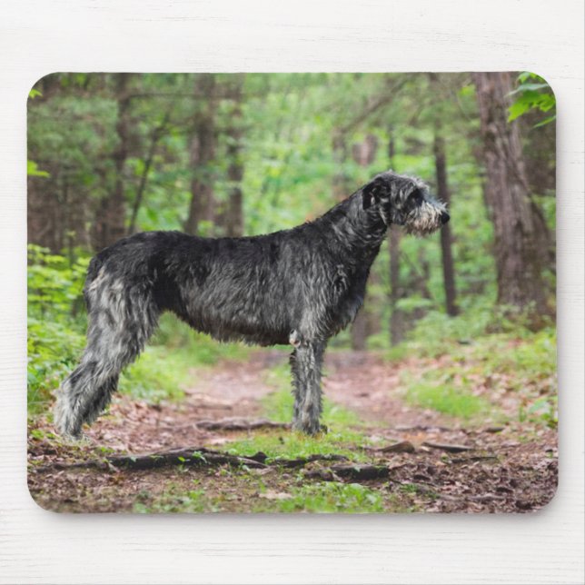 Black Irish Wolfhound Posin i en skog Musmatta (Framsidan)