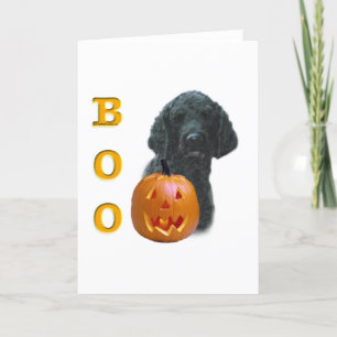 Black Jackat Pudel Boo Kort