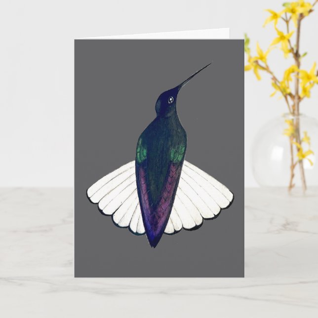 Black Jacobin Hummingbird  Kort (Gul blomma)