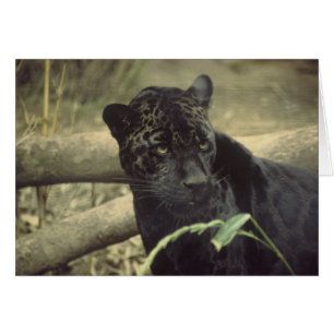 Black_jaguar art OBS kort
