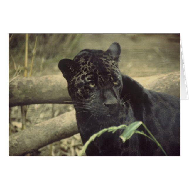 Black_jaguar art OBS kort (Framsidan Horizontal)