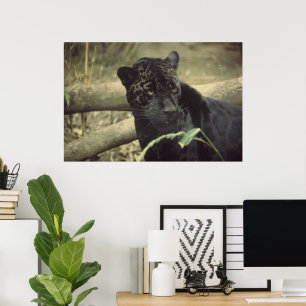 Black_jaguar konst poster