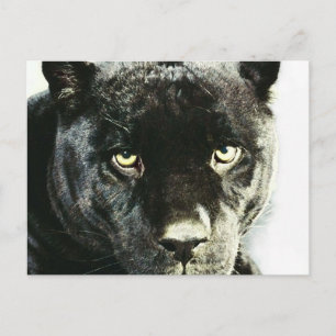 Black Jaguar Panther Öga vykort