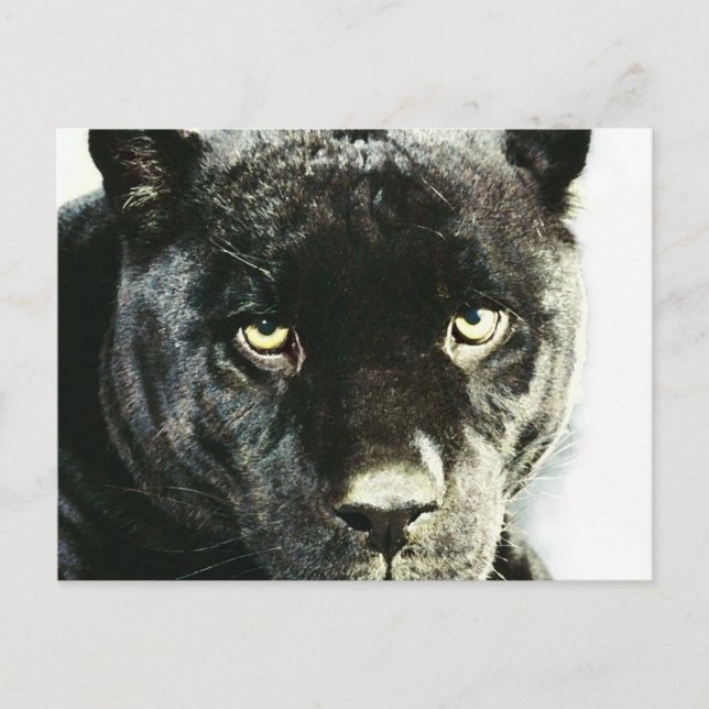 Black Jaguar Panther Öga vykort (Framsida)