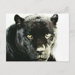 Black Jaguar Panther Vykort
