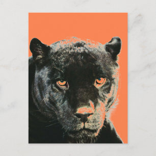 Black Jaguar Panther vykort