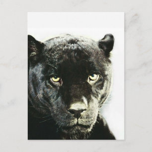 Black Jaguar Panther Vykort