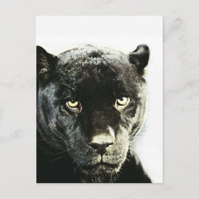 Black Jaguar Panther Vykort (Framsida)