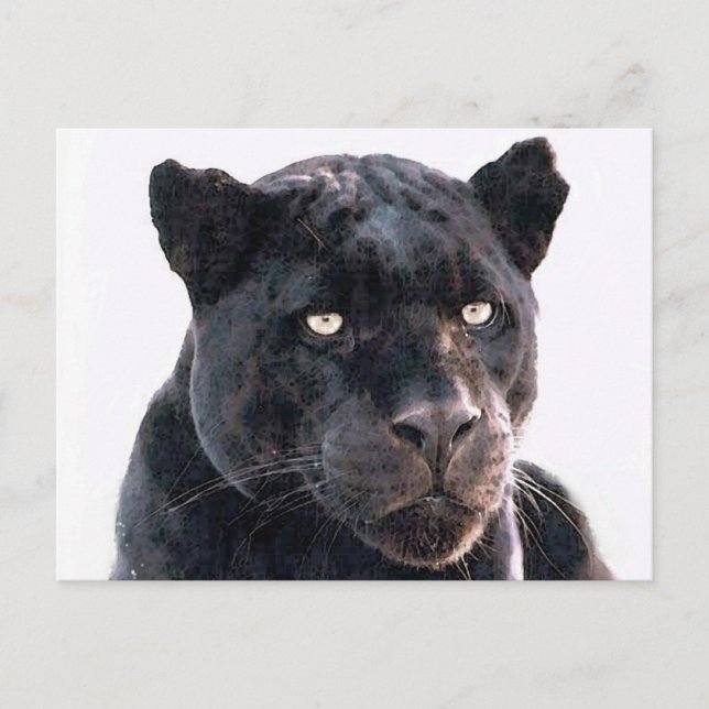 Black Jaguar Vykort (Framsida)