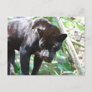 Black Jaguar Vykort