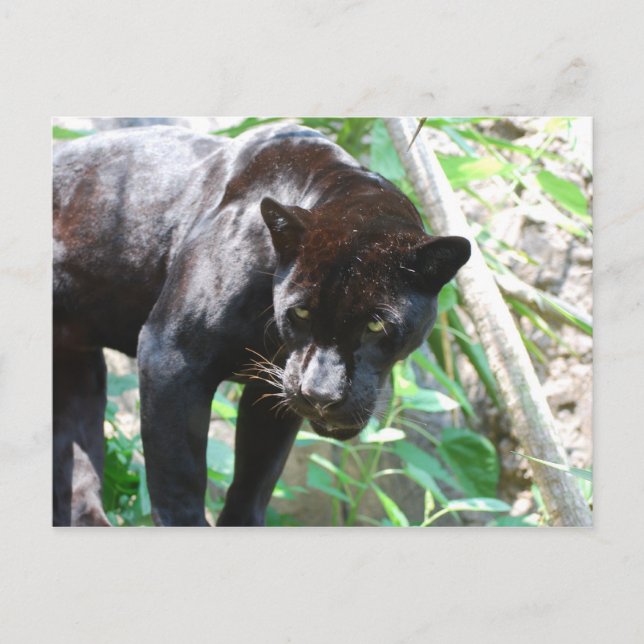 Black Jaguar Vykort (Framsida)