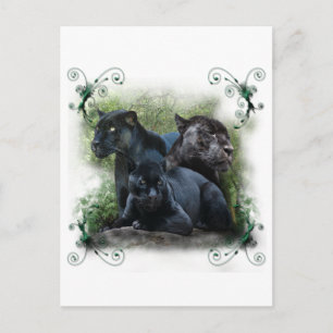 Black Jaguar Vykort