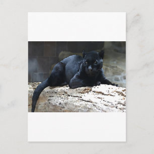 Black Jaguar Vykort