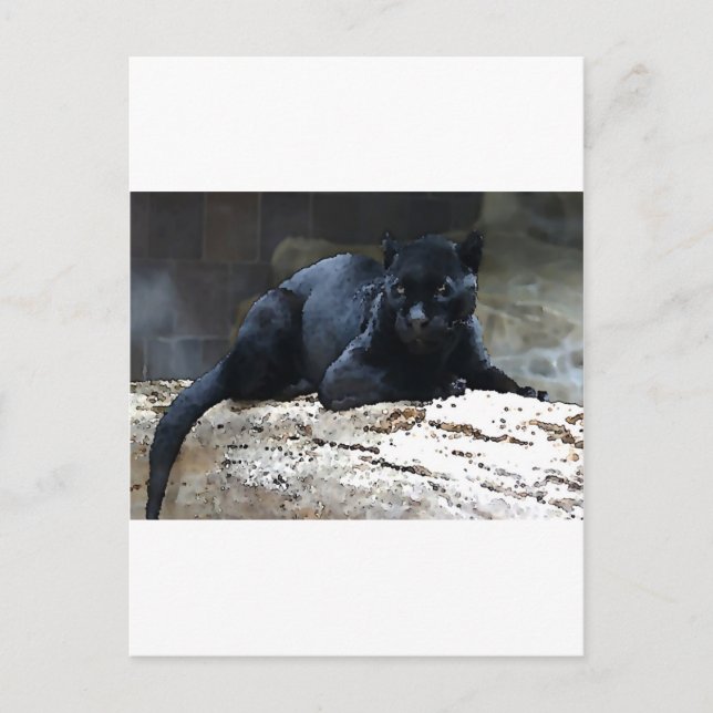 Black Jaguar Vykort (Framsida)