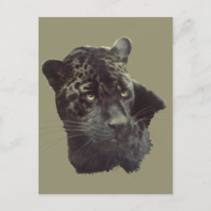Black Jaguar Vykort