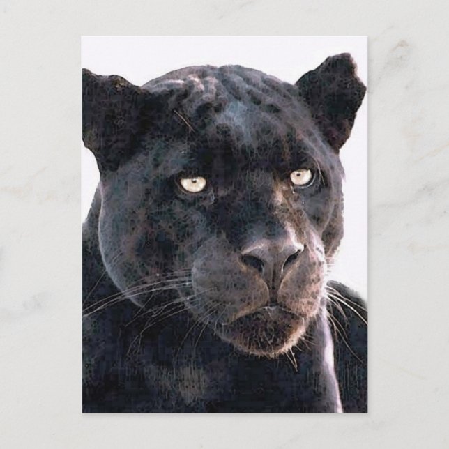 Black Jaguar Vykort (Framsida)