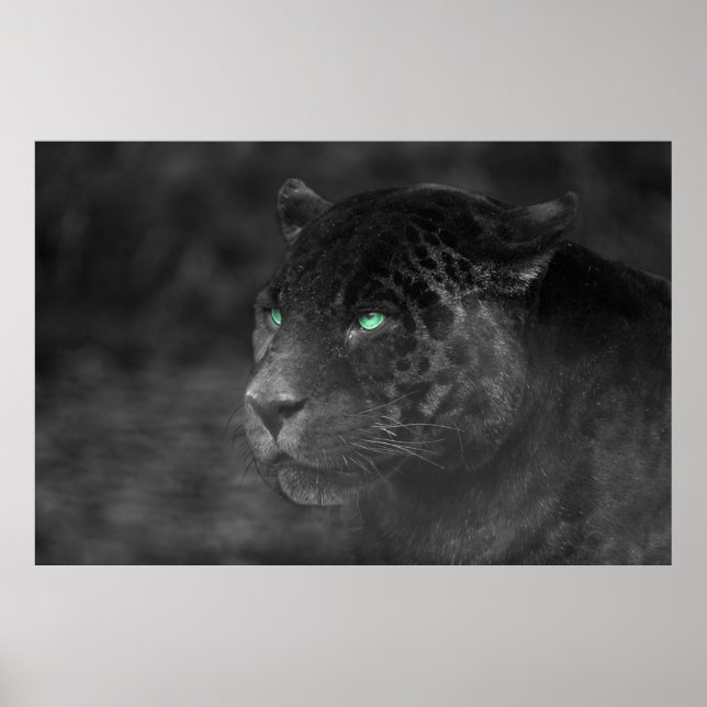 Black Jaguars Emerald Gaze Poster (Framsidan)