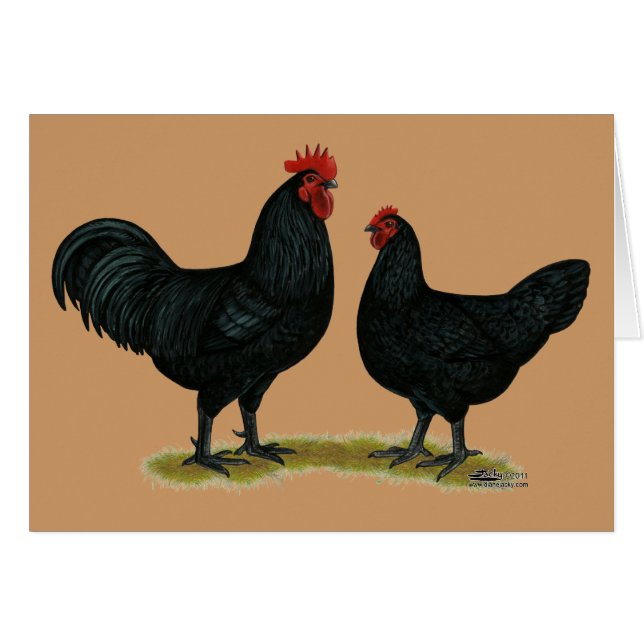 Black Java Chickens OBS Kort (Framsidan Horizontal)