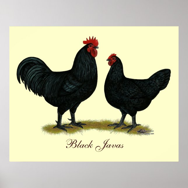 Black Java Chickens Poster (Framsidan)