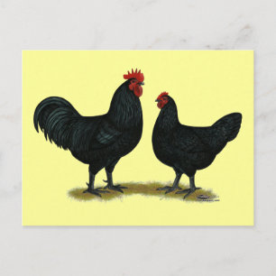 Black Java Chickens Vykort