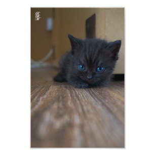 Black Kitten Fototryck