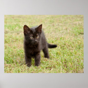 Black Kitten i Grass Poster
