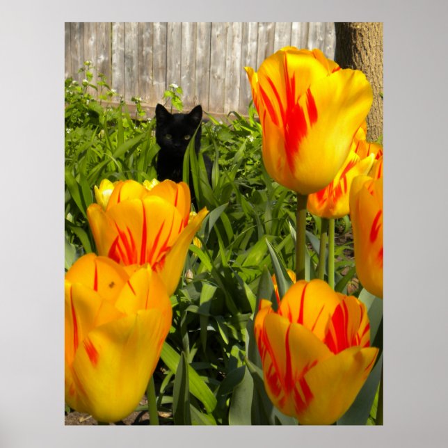Black Kitten i Tulips Poster (Framsidan)