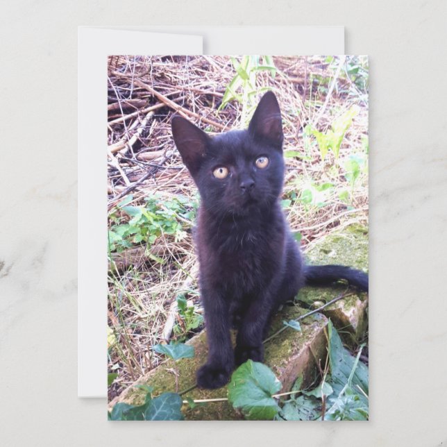 Black Kitten Kort (Framsida)