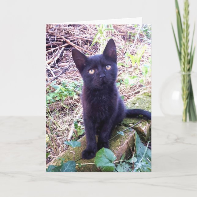Black Kitten Kort (Framsida)