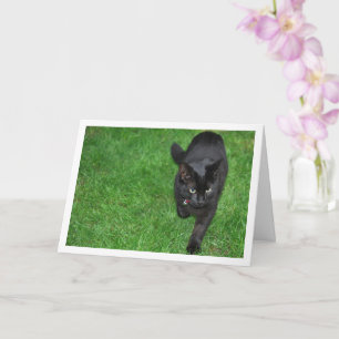 Black Kitten på Grass Kort