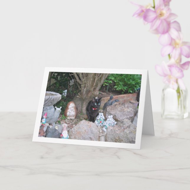 Black Kitten på Rockery Kort (Orkide)