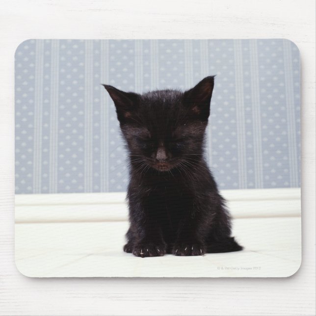 BLACK KITTEN SLEEPING MUSMATTA (Framsidan)
